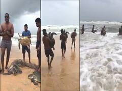 Goa के Beach पर अनोखी मदद...Pele Watersport Team ने बचाई 5 Ridley Turtle की जान 