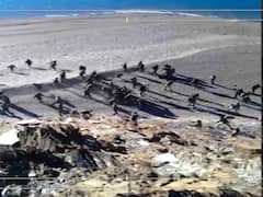 India needs to give a strong message to China: Maj Probal Dasgupta (Retd)