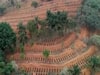 Brazil: Hundreds of graves dug in advance to prepare for Covid-19 deaths | Panchnama