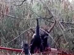 Delhi: Police and fire dept rescue a peacock injured in storm