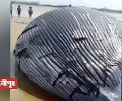 দেখুন: মন্দারমণির সমুদ্রসৈকতে উদ্ধার বিশালাকৃতির সামুদ্রিক প্রাণীর দেহ! তিমি?