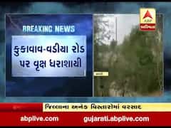 અમરેલી જિલ્લાના કુકાવાવ-વડીયા રોડ પર વૃક્ષ ધરાશાયી, જુઓ વીડિયો