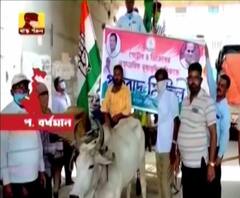 পেট্রোল-ডিজেলের মূল্যবৃদ্ধির প্রতিবাদ, গরুর গাড়ি নিয়ে মিছিল কংগ্রেসের