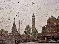 Emergency meeting in Delhi to discuss locust horde attack | Top 100