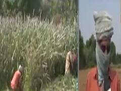 અરવલ્લીમાં ભારે પવન સાથે વરસાદ પડતા બાજરીના પાકને નુકસાન, જુઓ વીડિયો