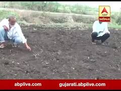 સુરત: વાવણી બાદ વરસાદ ન આવતા માંગરોળના ખેડૂતોને સોયાબીનનું વાવેતર નિષ્ફળ જવાની ભીતી, જુઓ વીડિયો 