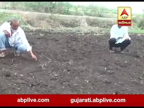 સુરત: વાવણી બાદ વરસાદ ન આવતા માંગરોળના ખેડૂતોને સોયાબીનનું વાવેતર નિષ્ફળ જવાની ભીતી, જુઓ વીડિયો 