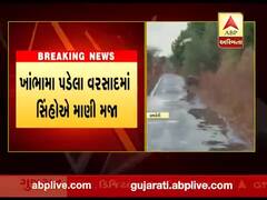 ભારે વરસાદમાં અમરેલીમાં સિંહોના શાહી સ્નાનનો વીડિયો વાયરલ