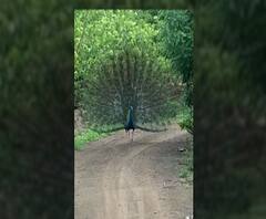 Peacock Dance Rahata | अहमदनगर जिल्ह्यातील राहता येथे डोळ्याचं पारणं फेडणारं 'मयुरनृत्य'