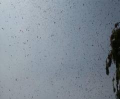 গুরুগ্রামে হানা দিয়েছে পঙ্গপাল, আতঙ্কে কাঁপছে দিল্লি