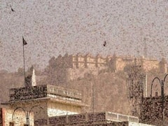 As locusts reach Gurugram, here is govt's plan to save Delhi