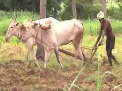 खेती कब बनेगा फायदे का कारोबार? खेती में तकनीक से होगा कमाल