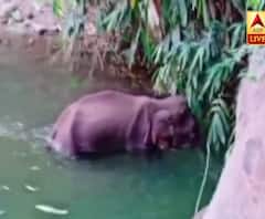 सामने आई गर्भवती हथिनी की पोस्टमॉर्टम रिपोर्ट, मौत को लेकर हुए कई खुलासे