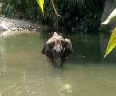 কেরলে অন্তঃসত্ত্বা হাতিকে বাজি ভর্তি আনারস খাইয়ে মেরে ফেলার ঘটনায় রাজ্য সরকারের সমালোচনায় বাবুল, দোষীদের মৃত্যুদণ্ড দাবি রাজীবের