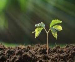 বিশ্ব পরিবেশ দিবসে বেশ কয়েকটি জায়গায় গাছ লাগাল টালিগঞ্জ থানা, সামিল স্থানীয় বাসিন্দা ও একাধিক ক্লাব