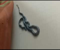 Poisonous Snake | अंथरुणात निघाला विषारी मण्यार साप, परभणीत कुटुंबाची उडाली घाबरगुंडी