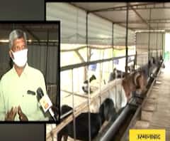 मंदीत संधी! नोकरी गमावलेल्यांसाठी शेळीपालन उत्तम पर्याय,लहान जागेत शेळीपालन करणं शक्य,स्थलांतरितांसाठी मोठी संधी