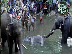 केरल में गर्भवती हथिनी की मौत पर देशभर में गुस्सा, क्या है हथिनी की मौत का पूरा सच ? |ABP Uncut