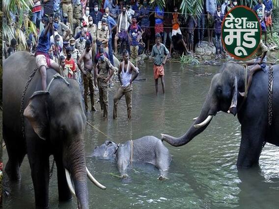 केरल में गर्भवती हथिनी की मौत पर देशभर में गुस्सा, क्या है हथिनी की मौत का पूरा सच ? |ABP Uncut