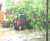 Cyclone Nisarga Effect | मुंबईच्या शिवाजी पार्क परिसरात वाहनावर कोसळलं झाड