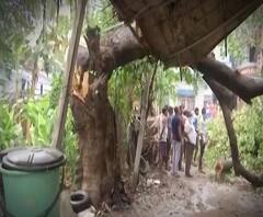 Nisarga Cyclone | 'निसर्ग' वादळाचा उरण तालुक्याला फटका, कोसळलेल्या महाकाय वृक्षांच्या कहाण्या