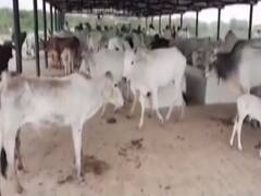 Jhansi में शुरु होगी आज से पेयजल योजना... 860 करोड़ रुपए की योजना 