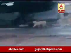 અમરેલીઃ રાજુલા કોસ્ટલ વિસ્તારમા સિંહોના ટોળાએ રોડ પર લગાવી દોડ, જુઓ વીડિયો 