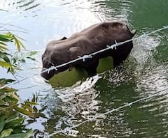 দেখুন: বাজি ভর্তি আনারস খাইয়ে অন্তঃসত্ত্বা হাতিকে খুন, গর্ভস্থ সন্তানকে বাঁচানোর আপ্রাণ চেষ্টা করেও মৃত্যু 