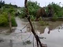 પોરબંદર જિલ્લામાં ખાબક્યો 2થી 3 ઇંચ વરસાદ, જુઓ વીડિયો