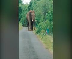Elephant In Farm | तळकोकणातील तिलारी खोऱ्यात हत्तींची दहशत; बागायती शेतीचं हत्तीकडून नुकसान