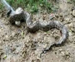 মাছ ধরার জালে ধরা পড়ল সাত ফুটের বিশাল পাইথন, জল তুলতে গিয়ে কুয়োয় তলিয়ে গেল মহিলা- আরও খবর একঝলকে 