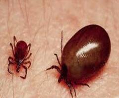 করোনা, ডেঙ্গির পর এবার ভয় স্ক্রাব টাইফাসের! কলকাতায় আক্রান্ত ২ শিশু