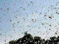 Swarm of locusts seen in Gurugram today