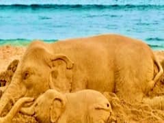 Kerala में हथिनी की मौत पर देशभर में गुस्सा, Virat Kohli से लेकर Ratan Tata ने जताई नाराजगी