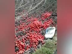 Haryana: Farmers dump their harvest of tomatoes in Yamunagar 