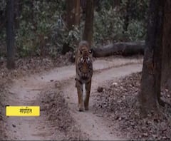 Chandrapur Tiger Attack | चंद्रपूरमध्ये वाघांचे हल्ले दुप्पट, KT-1 वाघाला जेरबंद करण्याचे आदेश