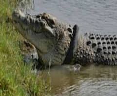 মালদা: মহানন্দায় কুমীর? ঘোড়িয়াল, বলছে বনদফতর