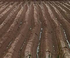 Kolhapur Farming Success | जमीन क्षारपाडमुक्त करण्याचा शिरोड पॅटर्न, पडीक जमीन पुन्हा हिरवाईनं बहरली