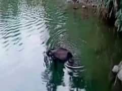 Kerala Elephant Case: हैदराबाद के शख्स ने दोषियों की खबर देने के लिए 2 लाख के ईनाम का किया एलान