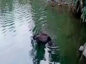 Kerala Elephant Case: हैदराबाद के शख्स ने दोषियों की खबर देने के लिए 2 लाख के ईनाम का किया एलान