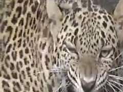 છોટાઉદેપુરઃ શિકારની શોધમાં આવેલો દીપડો કૂવામાં ખાબક્યો, કરાયું રેસ્ક્યૂ, જુઓ વીડિયો