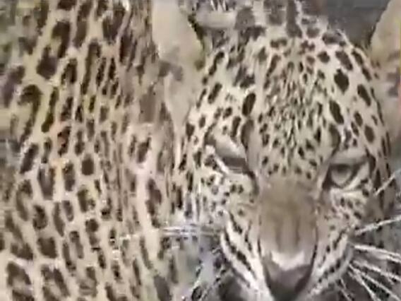 છોટાઉદેપુરઃ શિકારની શોધમાં આવેલો દીપડો કૂવામાં ખાબક્યો, કરાયું રેસ્ક્યૂ, જુઓ વીડિયો