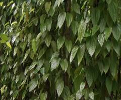 Farmer Loss | लॉकडाऊनचा पानमळ्यांना फटका, शेतकऱ्यांचं कोट्यवधींचं नुकसान, हिरव्यागार पानानं यंदा शेतकऱ्यांना रडवलं