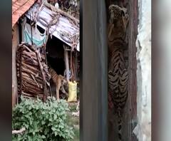 चंद्रपूरच्या बामणी गावात घरात शिरलेला पट्टेदार वाघ अखेर जेरबंद