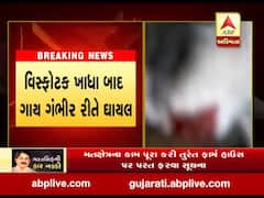 હિમાચલના બિલાપુરમાં ગર્ભવતી ગાયને ખવડાવાયો વિસ્ફોટક, જુઓ વીડિયો 