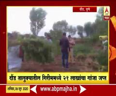 Marijuana Seized | पुण्याच्या दौंड तालुक्यातील गिरीममध्ये 21 लाखांचा गांजा जप्त, गांजाची शेती करणाऱ्याला अटक
