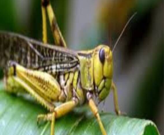  থালা বাসন বাজিয়ে পঙ্গপাল তাড়ানোর চেষ্টা ! দেখুন কী হচ্ছে নেপালে