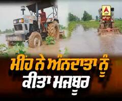 ਮੀਂਹ ਨੇ ਅੰਨਦਾਤਾ ਨੂੰ ਕੀਤਾ ਮਜਬੂਰ, ਆਪਣੀ ਹੀ ਫਸਲ ਕੀਤੀ ਨਸ਼ਟ 