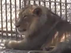 કેનાઇન ડિસ્ટેન્પર વાયરસથી ગીરના સિંહોના થઇ રહ્યા છે મૃત્યુ, USથી વેક્સીનના મંગાવાયા ડોઝ