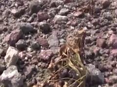 પોરબંદરમાં ભારે વરસાદના કારણે અંદાજે બે હજાર વિઘામાં પાકને નુકસાન, જુઓ વીડિયો